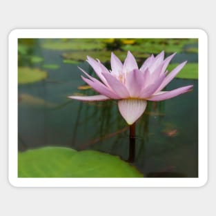 Waterlily Sticker